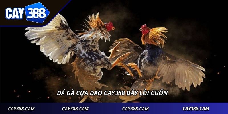 Đá gà cựa dao CAY388 đầy lôi cuốn