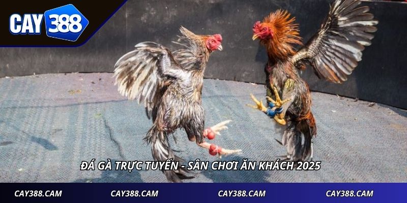 Đá gà trực tuyến - Sân chơi ăn khách 2025