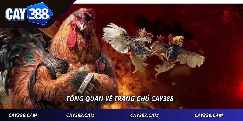 Tổng quan về trang chủ CAY388