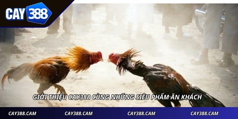 Giới thiệu CAY388 cùng những siêu phẩm ăn khách