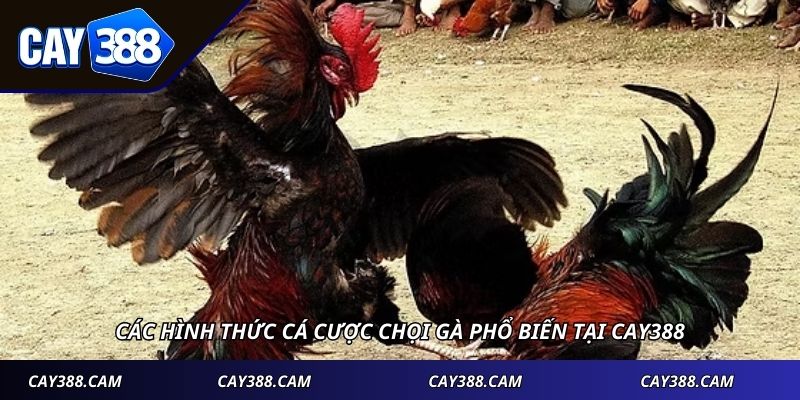 Các hình thức cá cược chọi gà phổ biến tại Cay388