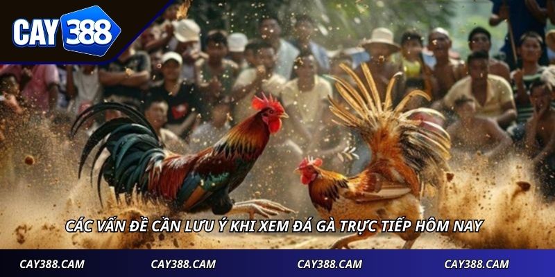 Các vấn đề cần lưu ý khi xem đá gà trực tiếp hôm nay