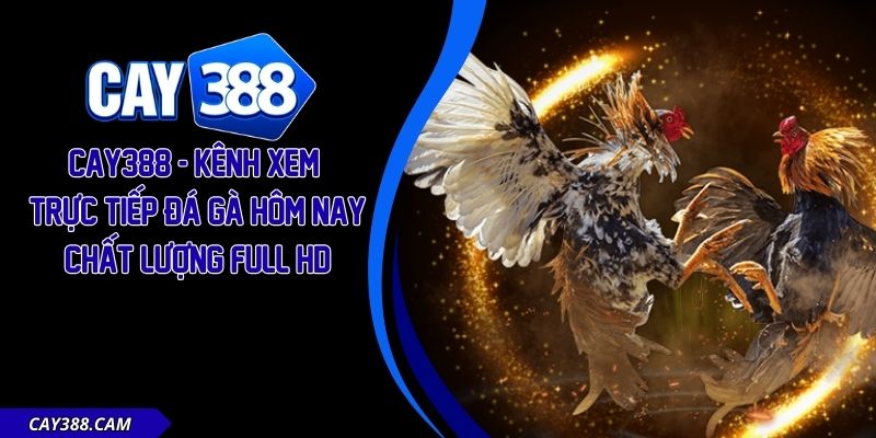 Trực Tiếp Đá Gà Hôm Nay