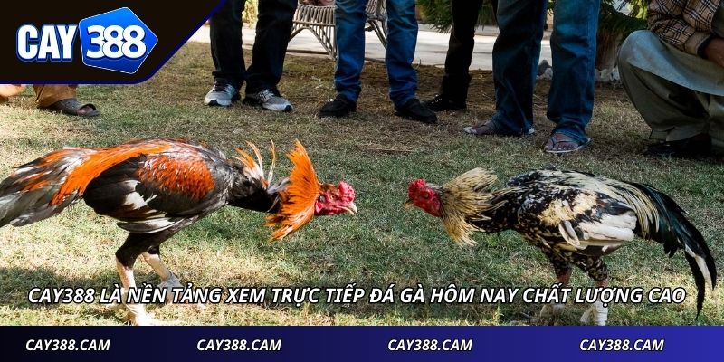 Cay388 là nền tảng xem trực tiếp đá gà hôm nay chất lượng cao