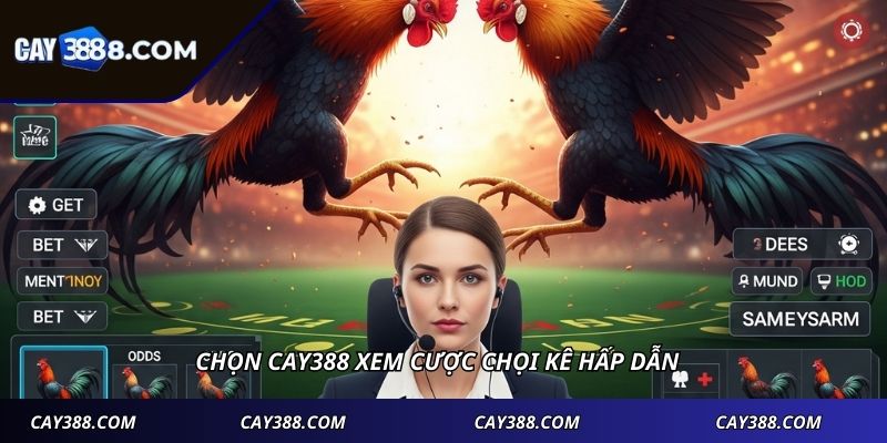 Chọn CAY388 xem cược chọi kê hấp dẫn