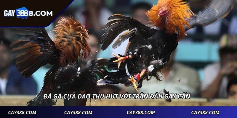 Đá gà cựa dao thu hút với trận đấu gay cấn