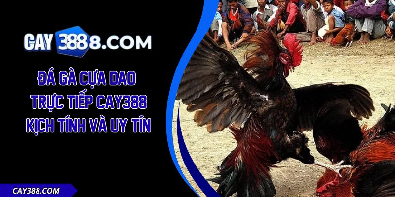 Đá Gà Cựa Dao