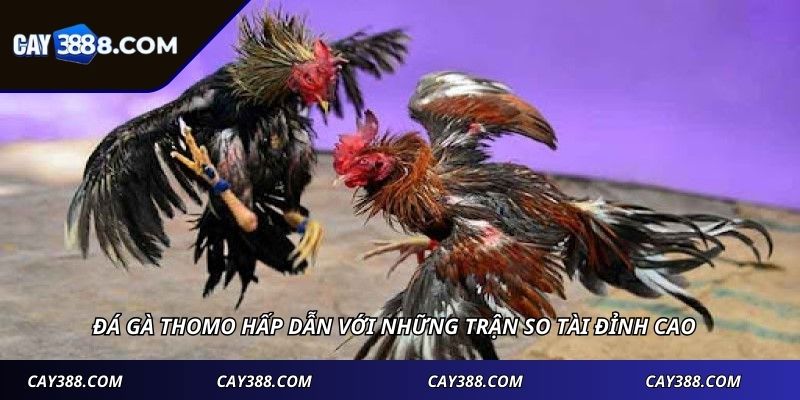 Đá gà Thomo hấp dẫn với những trận so tài đỉnh cao