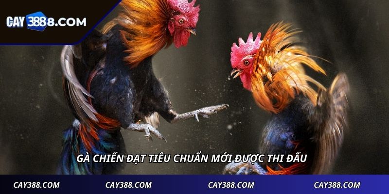 Gà chiến đạt tiêu chuẩn mới được thi đấu