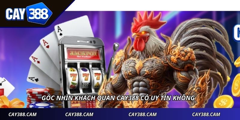 Góc nhìn khách quan cay388 có uy tín không