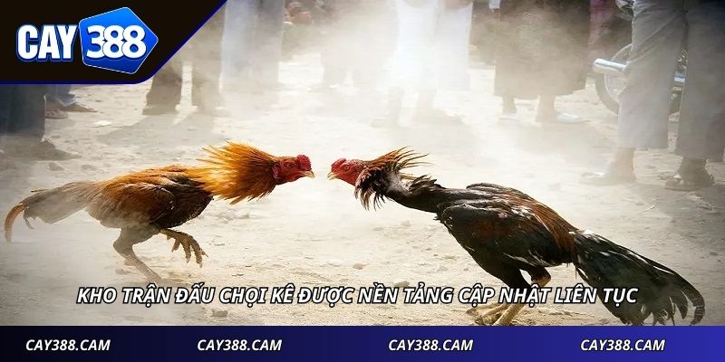 Kho trận đấu chọi kê được nền tảng cập nhật liên tục