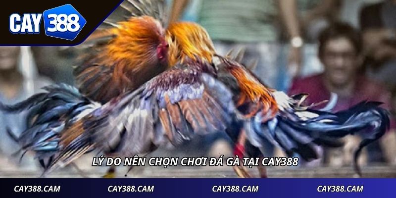 Lý do nên chọn chơi đá gà tại Cay388