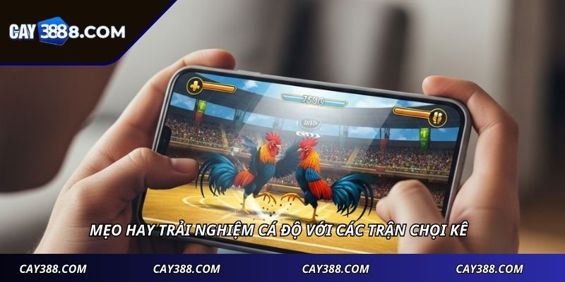 Mẹo hay trải nghiệm cá độ với các trận chọi kê