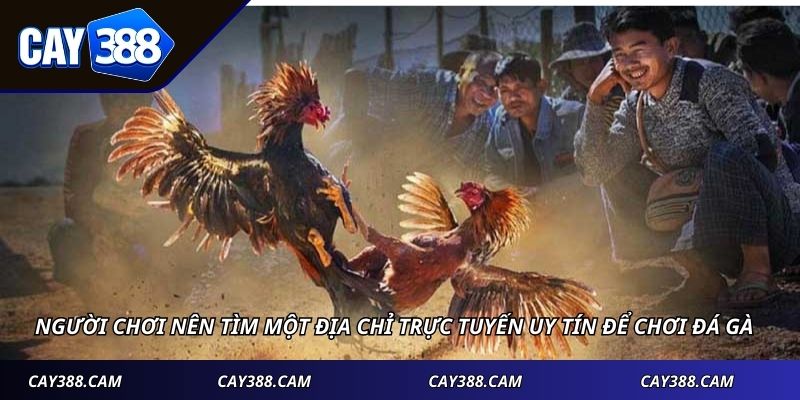 Người chơi nên tìm một địa chỉ trực tuyến uy tín để chơi đá gà