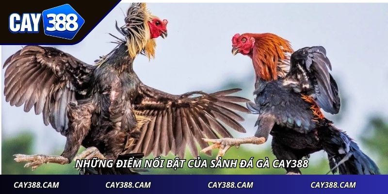 Những điểm nổi bật của sảnh đá gà Cay388