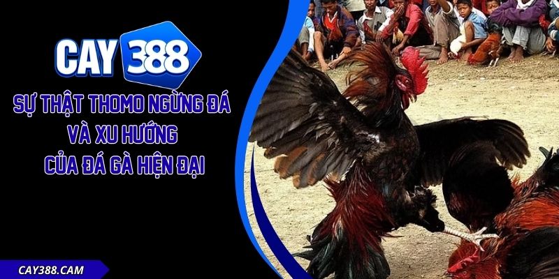 Thomo Ngừng Đá