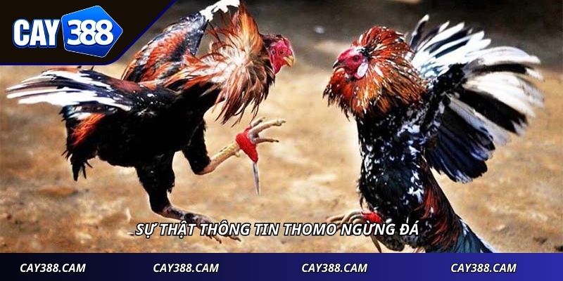 Sự thật thông tin Thomo ngừng đá